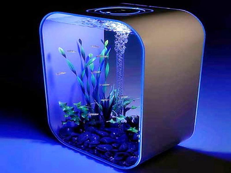 Best Accessories for a Whimsical Fish Tank